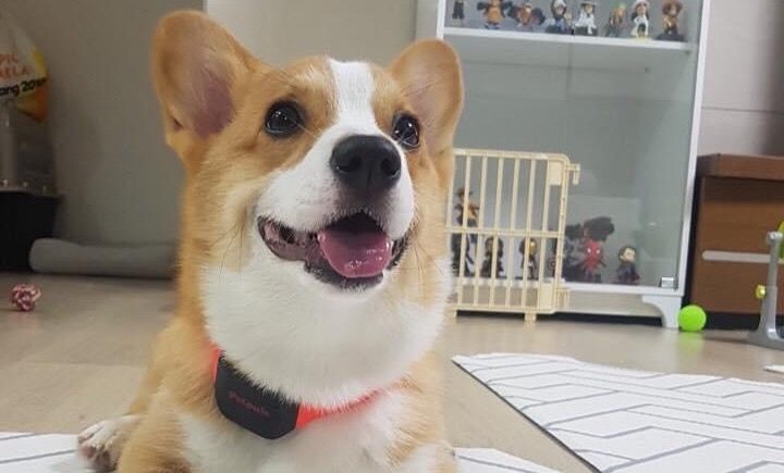 Petpuls A.I.-powered dog collar