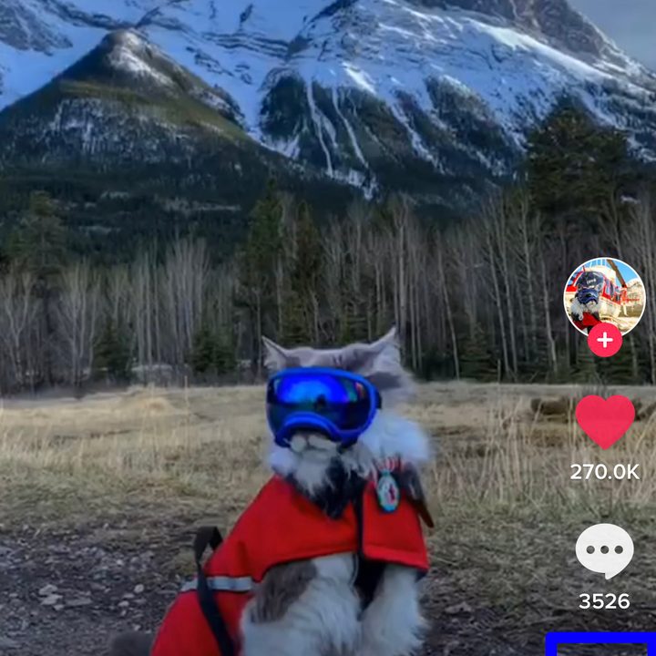 TikTok How to Download Videos