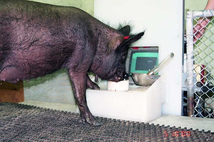 pigs playing video games