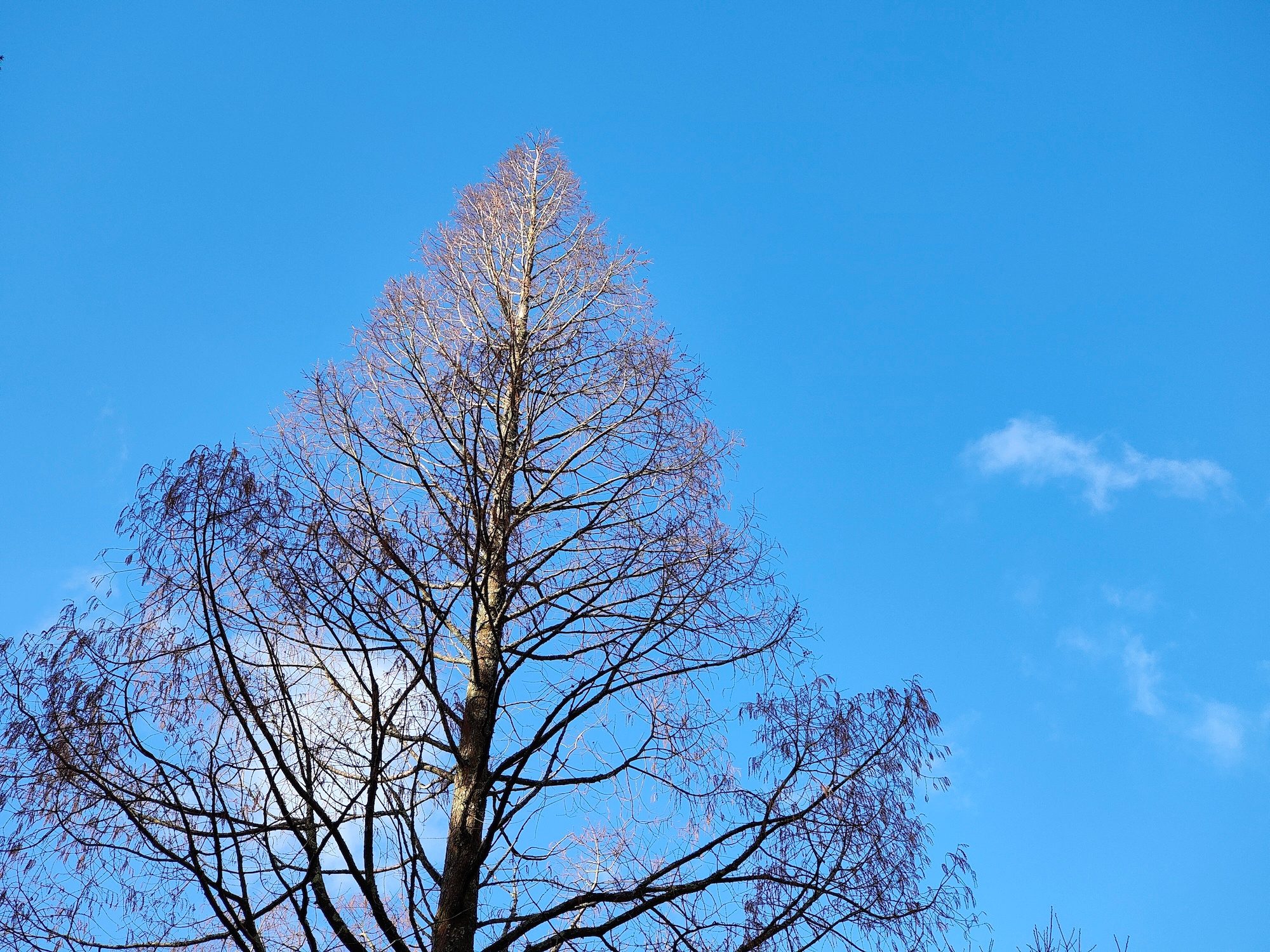 oppo find x3 pro review sky