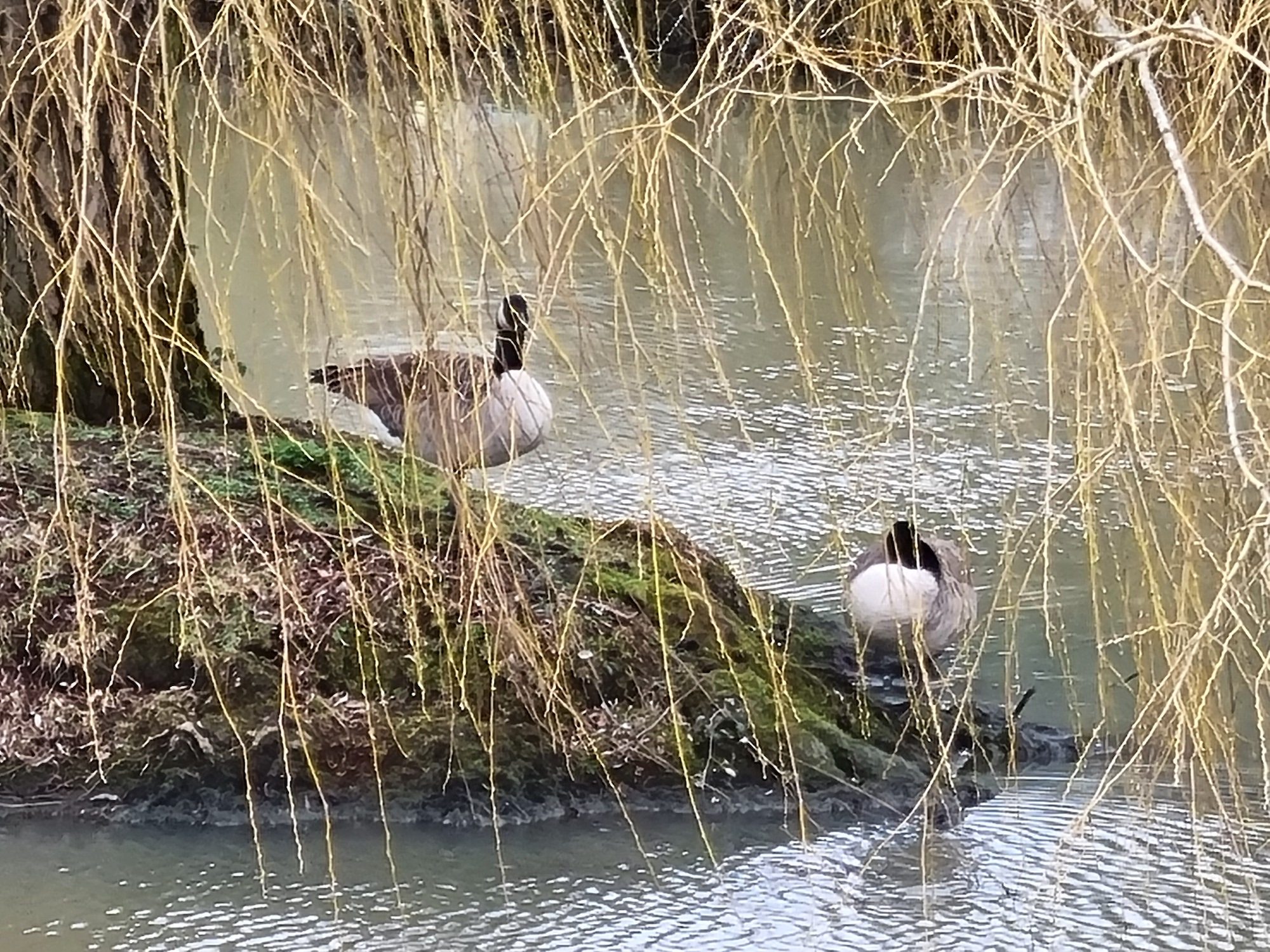 samsung galaxy s21 plus review 10x zoom geese