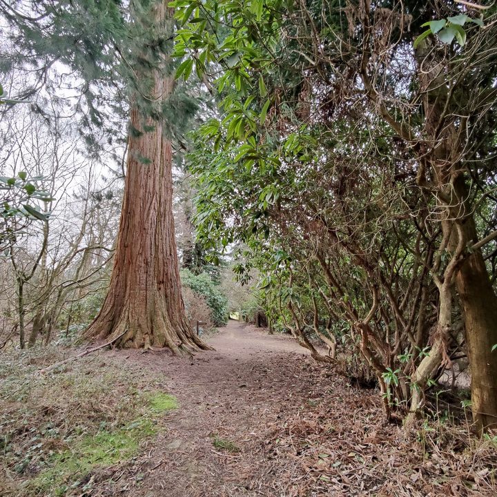 oneplus 9 pro hasselblad camera deep dive vs pixel 5 tree wide