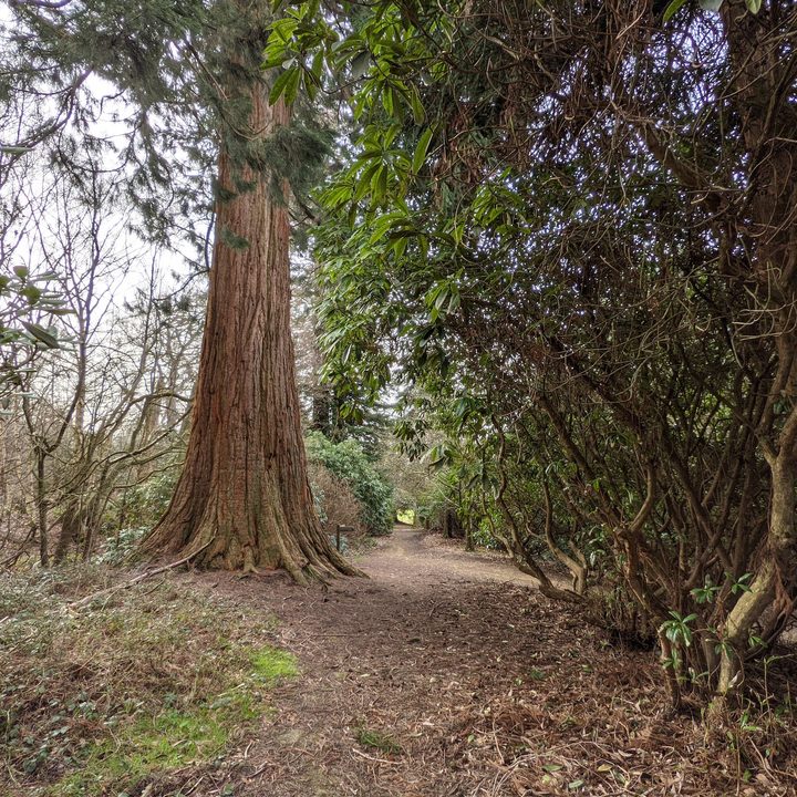oneplus 9 pro hasselblad camera deep dive pixel 5 vs tree wide
