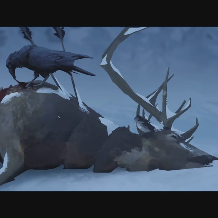 Crows picking at a deer corpse.