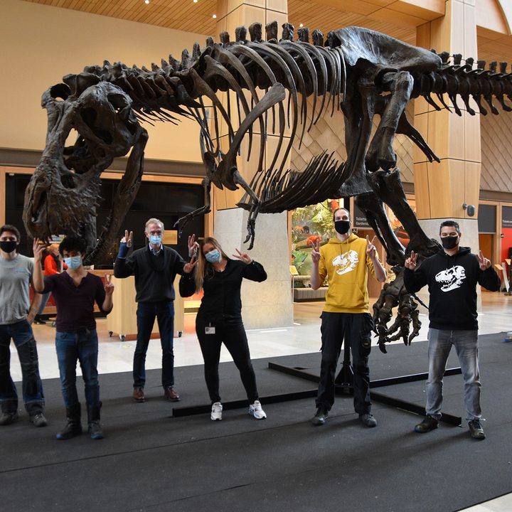 3d printed t-rex on display
