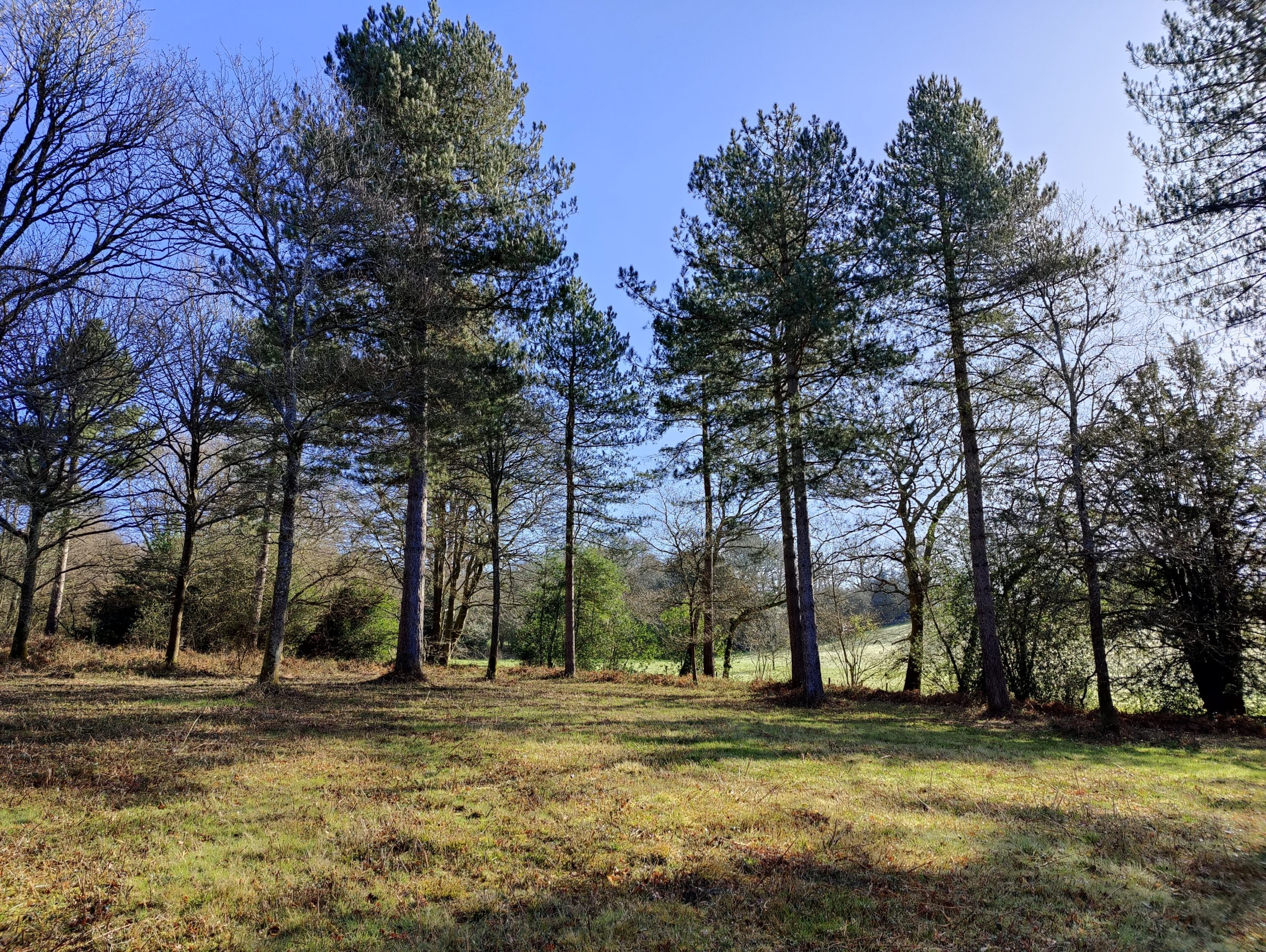 software update oneplus 9 pro camera img 20210330 092254
