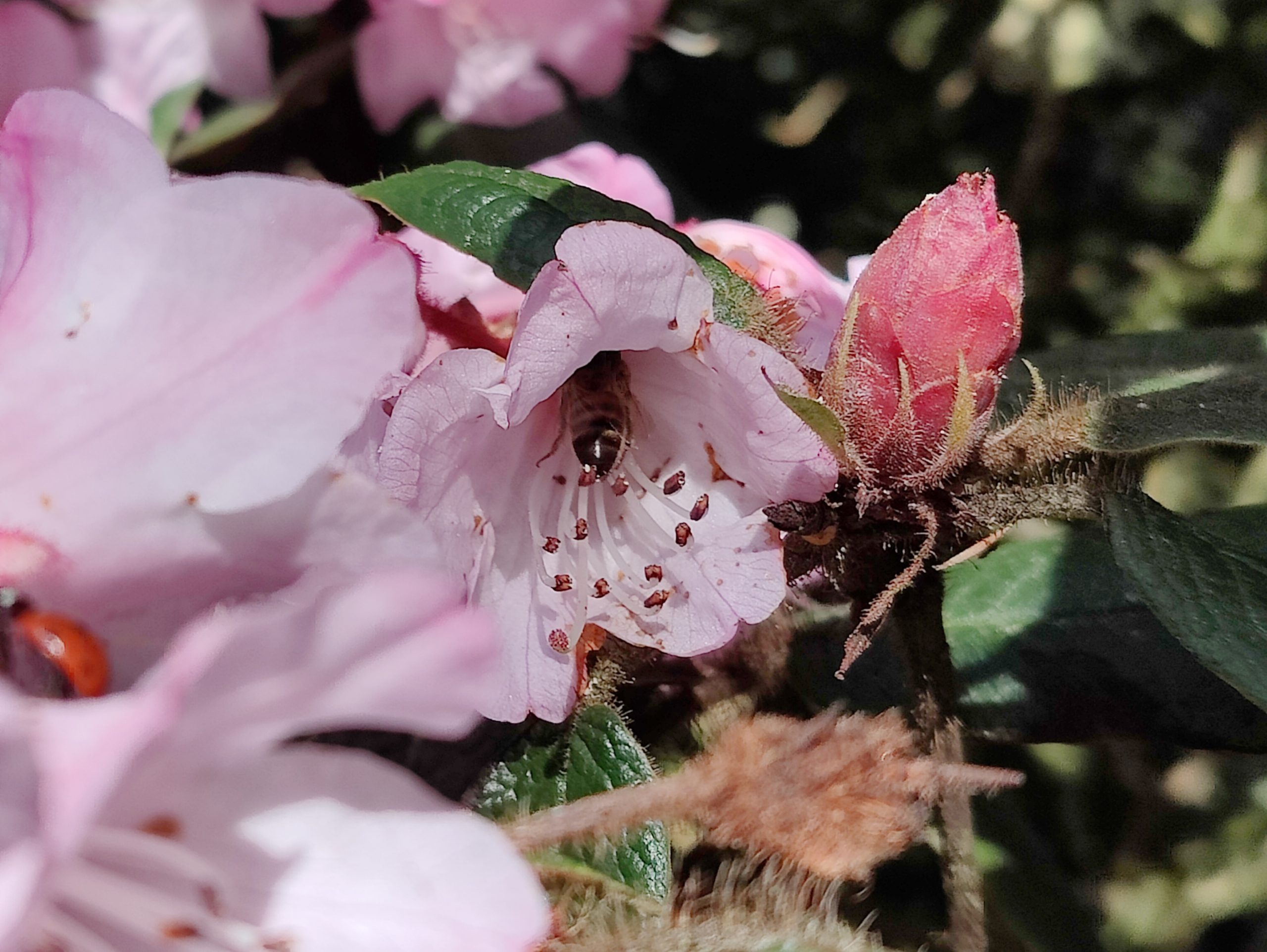software update oneplus 9 pro camera img 20210330 094300