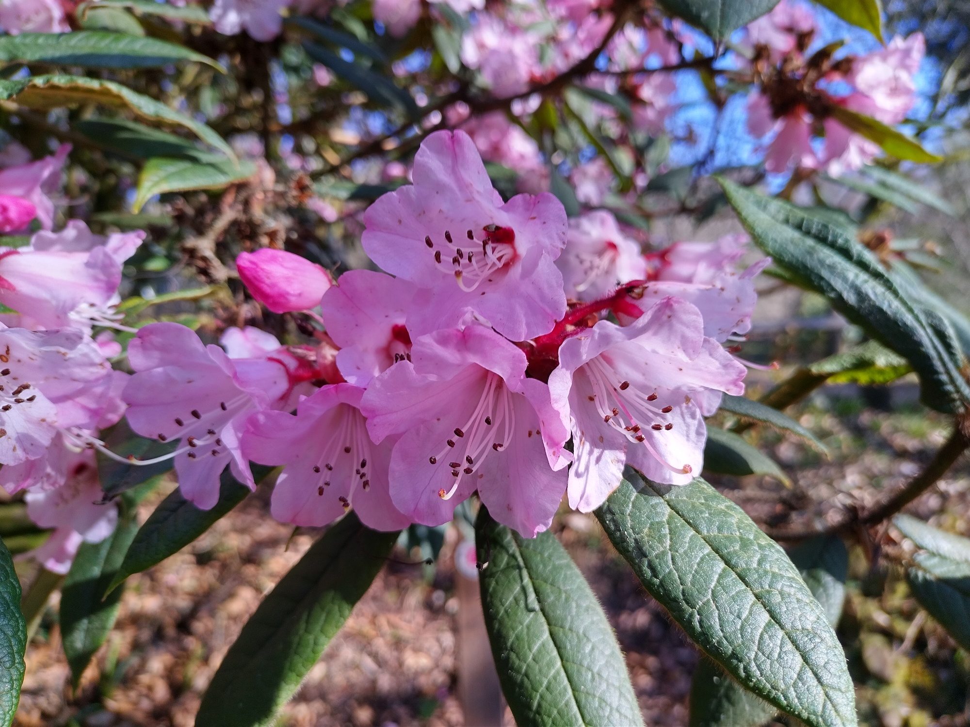 hmd global nokia 5 4 review blossom