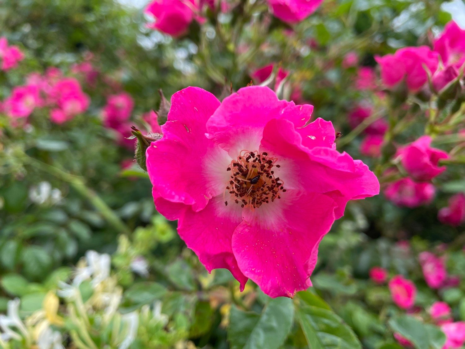 Photo of a pink flower taken with the iPhone 12 Pro