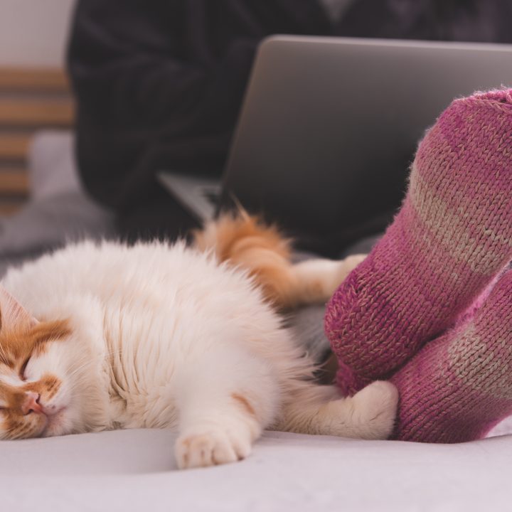 A cat sleeping by a laptop.