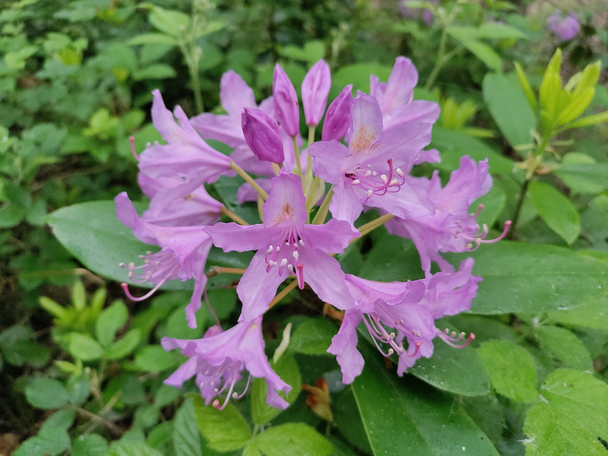 oneplus nord ce 5g review flower