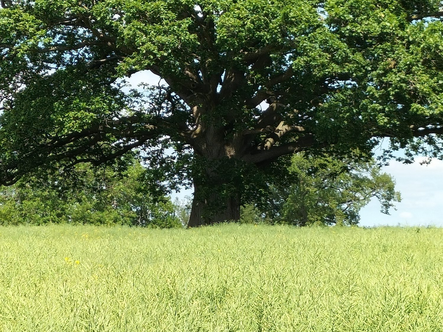 phones encouraging digital zoom photos should carry a warning oppo a54 5x sample