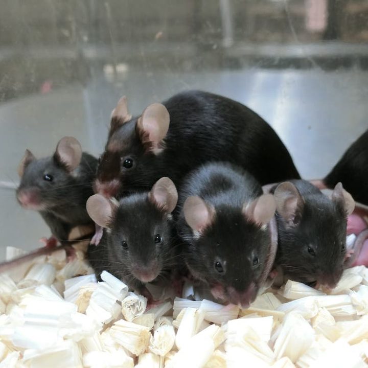 Healthy 'space pups' born from sperm which had been freeze-dried on the International Space Station.