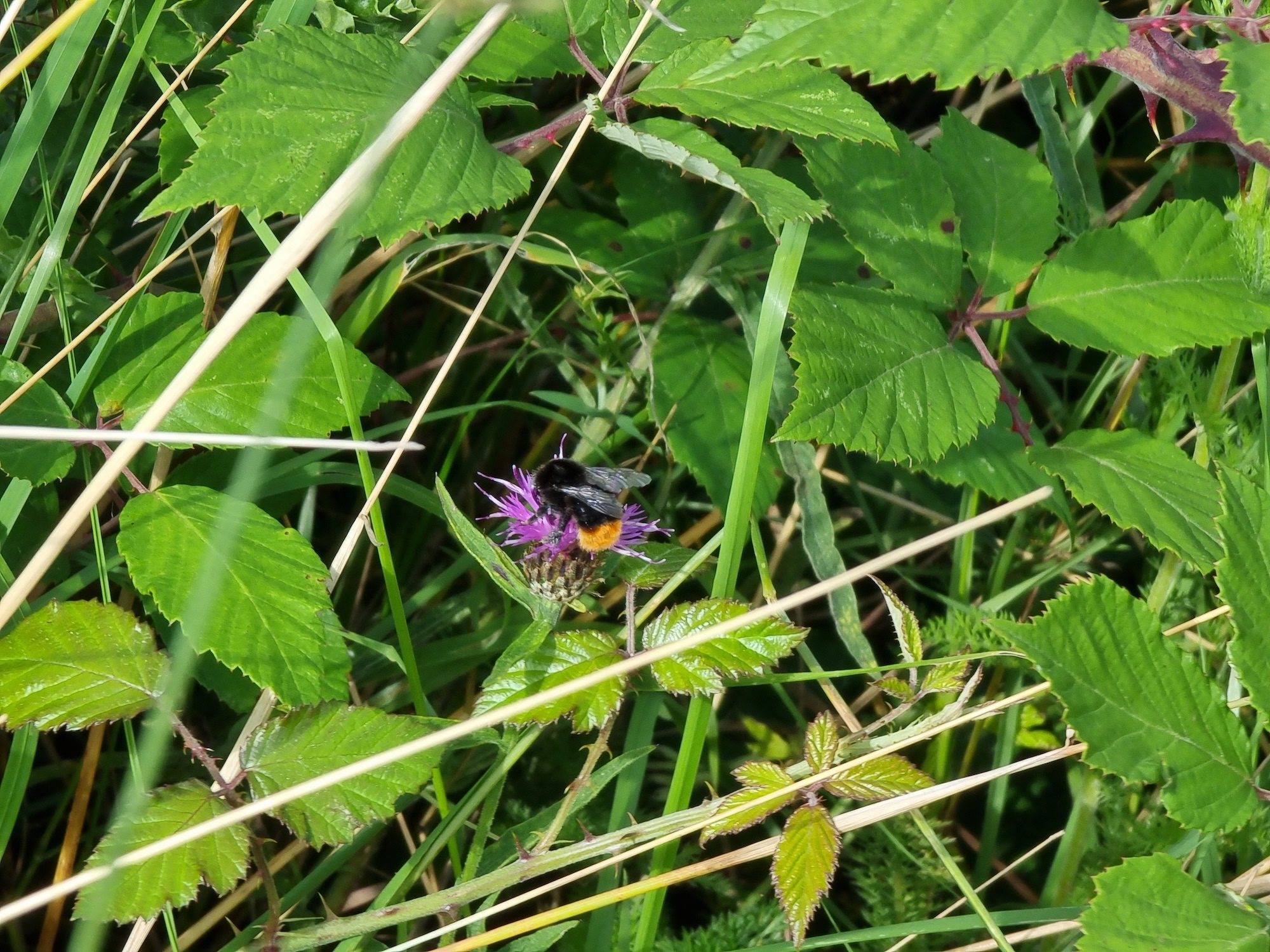 Photo of a bee taken with the Galaxy S21 Ultra.