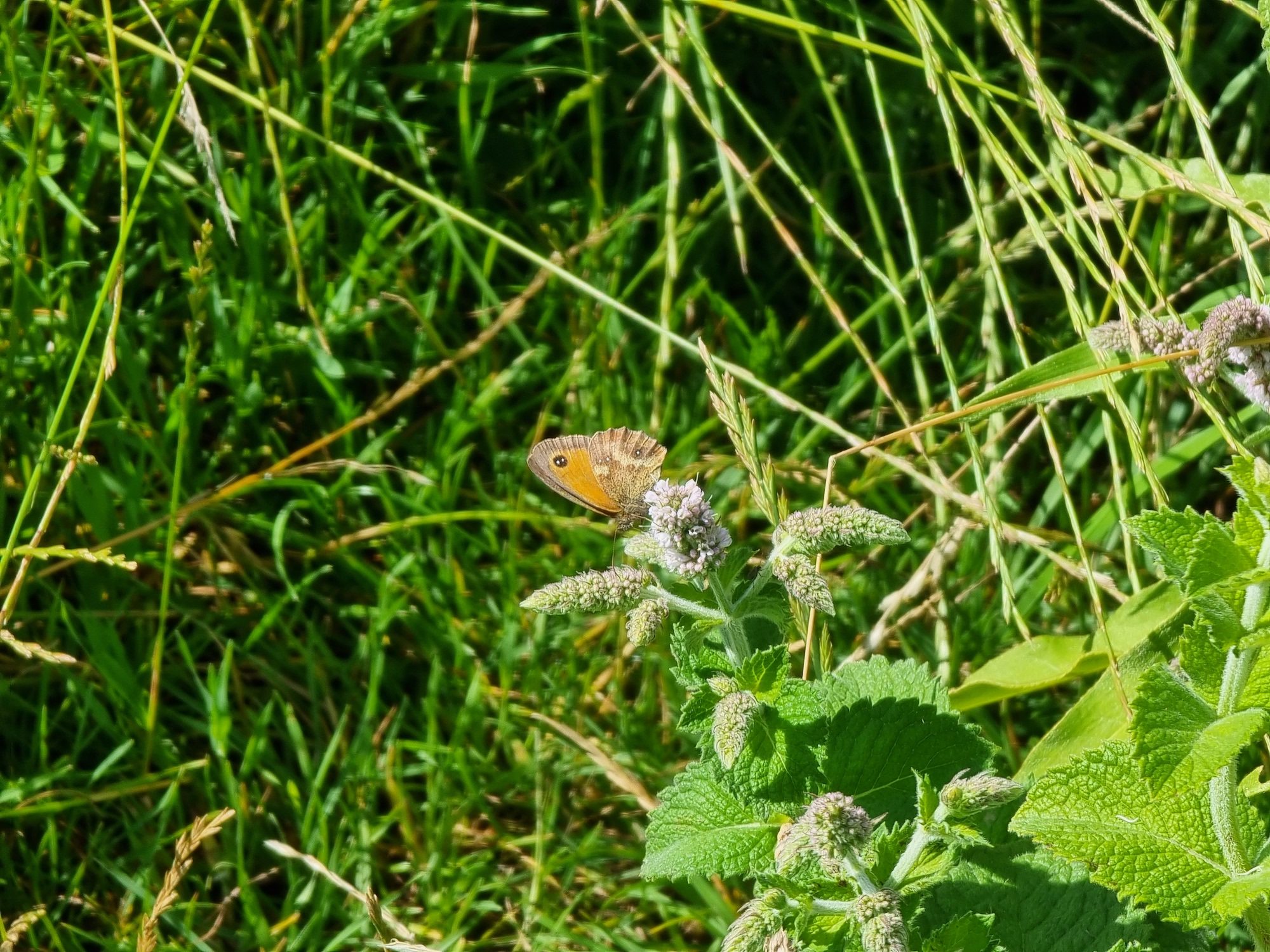 Photo of a butterfly taken with the Galaxy S21 Ultra.