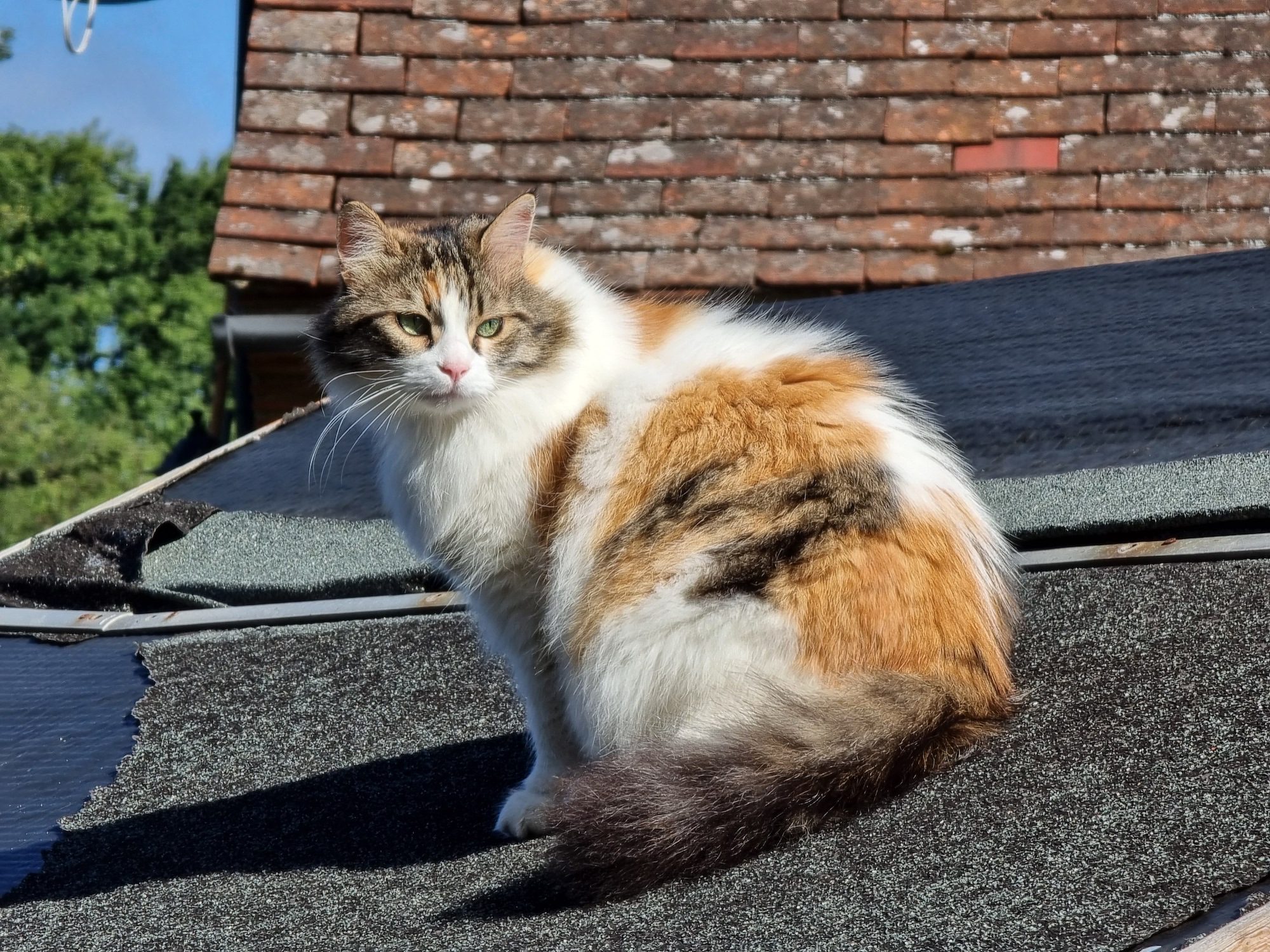 Photo of a cat taken with the Galaxy S21 Ultra.