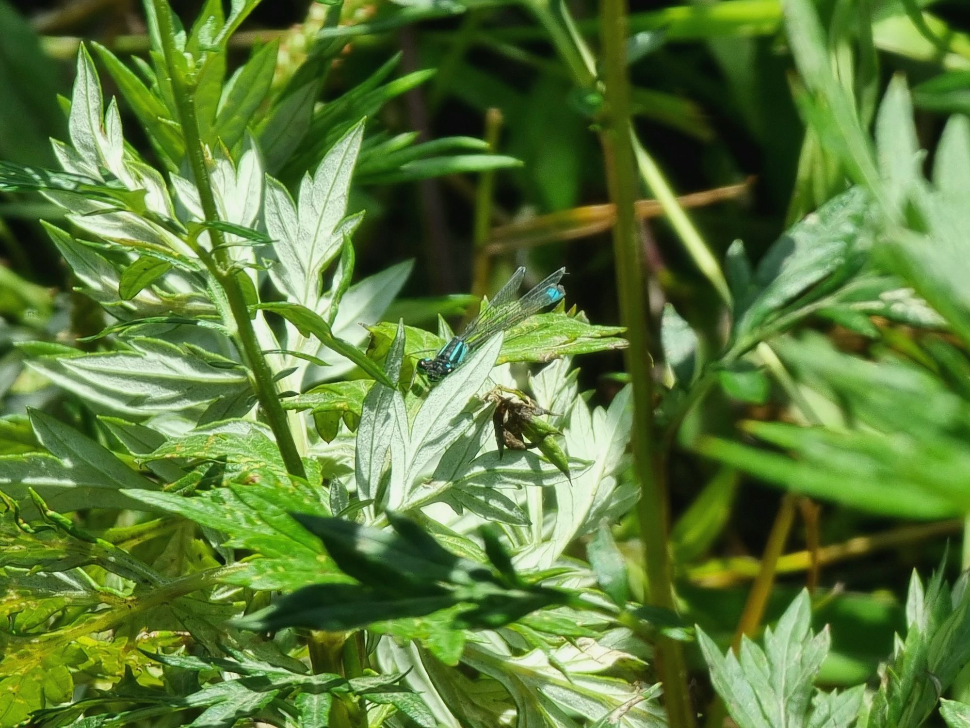Photo of a damselfly taken with the Galaxy S21 Ultra.