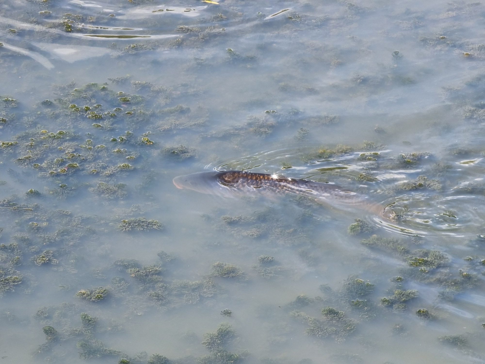 Photo of a fish taken with the Galaxy S21 Ultra.