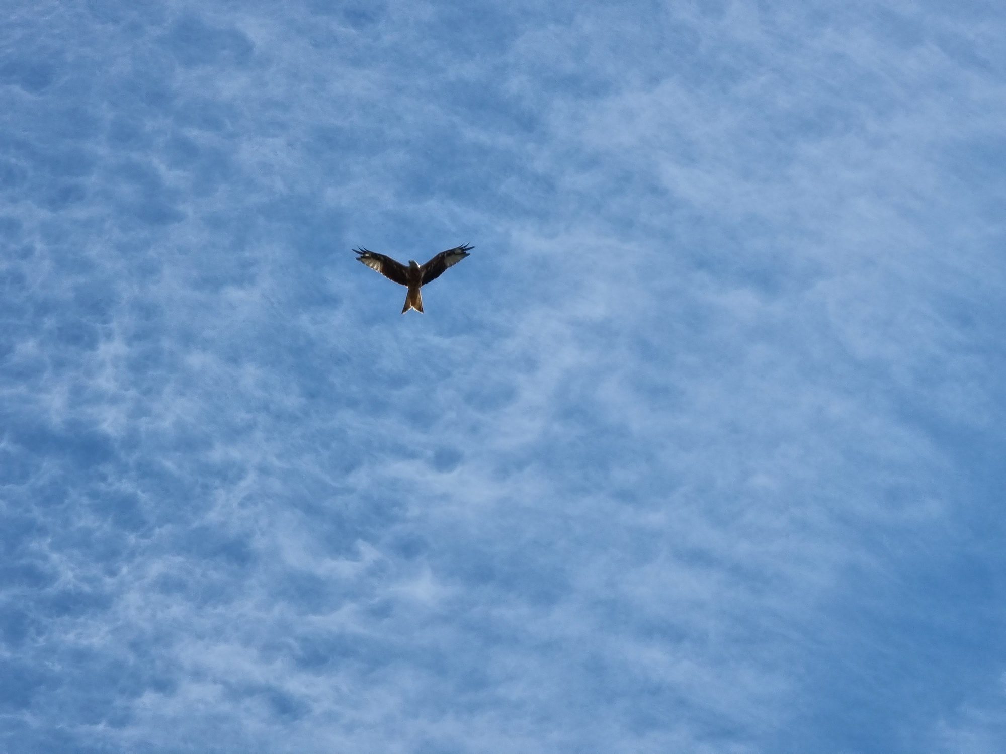 Photo of a hawk taken with the Galaxy S21 Ultra.