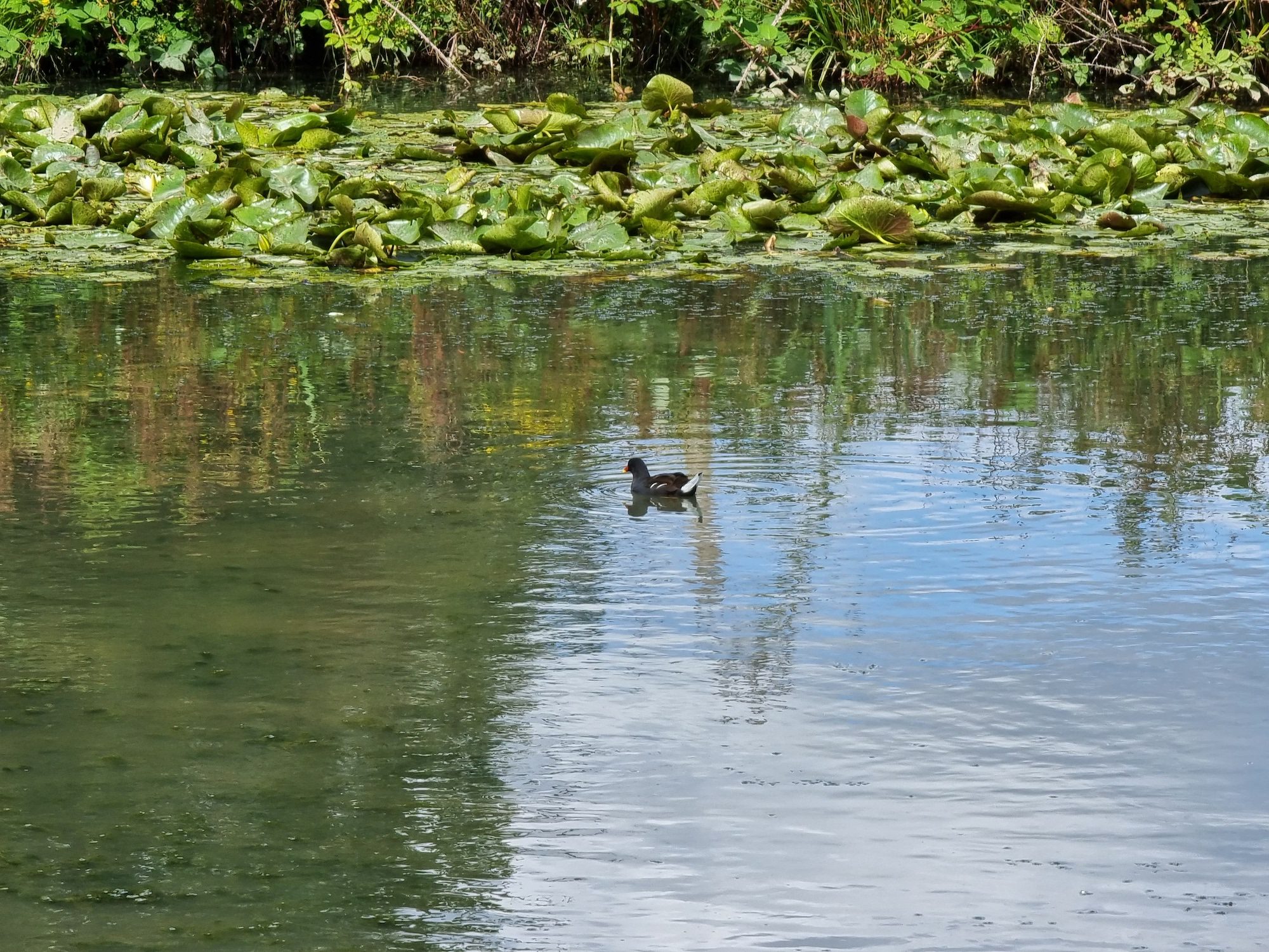 Photo of a moorhen taken with the Galaxy S21 Ultra.