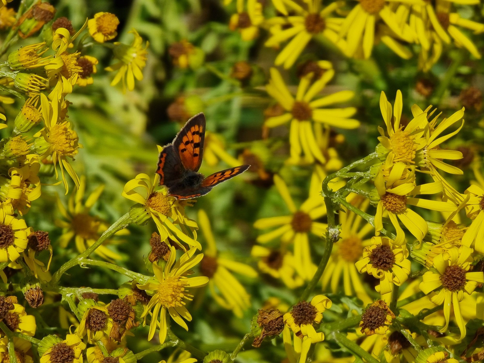 Photo of a butterfly taken with the Galaxy S21 Ultra.