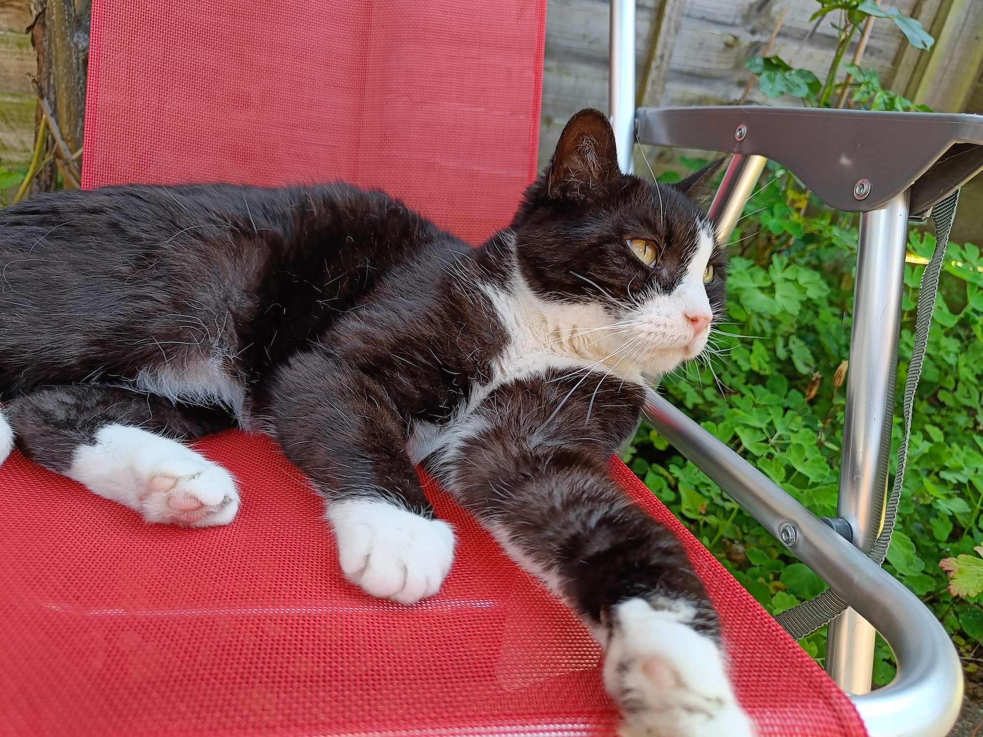 A cat photographed with the OnePlus Nord 2.