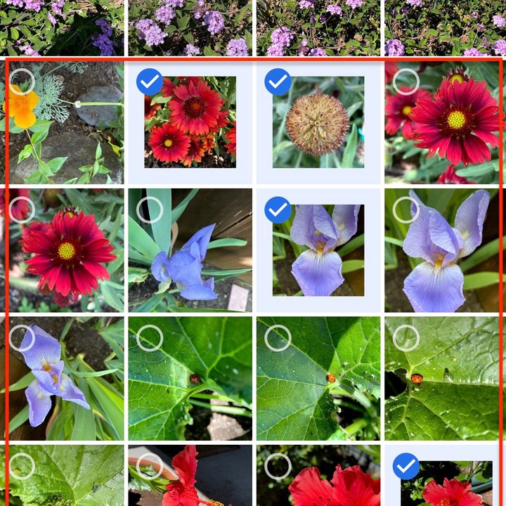Sharing photos on Google.