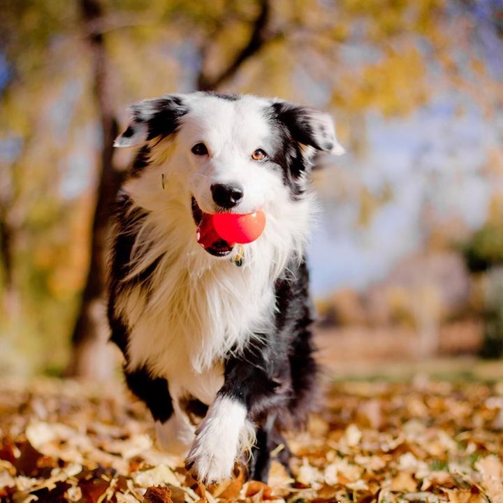 Microsoft's Animals in Autumn Theme for Windows.