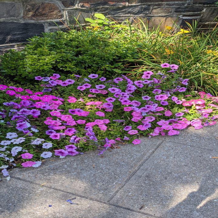 Pixel 5a flower sample shot standard.