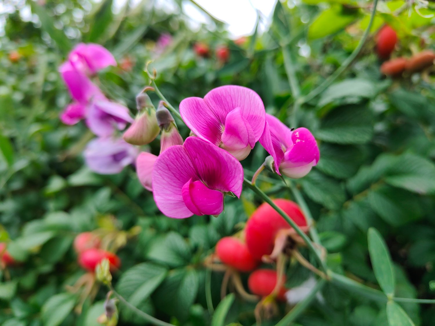 realme gt master explorer edition hands on features price photos release date flower