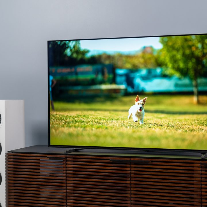 Dog running on the screen of a Sony A80J 4K HDR OLED TV.
