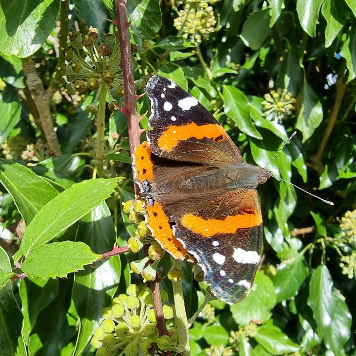 Macro photo of a butterfly taken with the Galaxy S21 Ultra.
