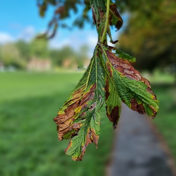 Galaxy S21 Ultra portrait photo of a leaf.