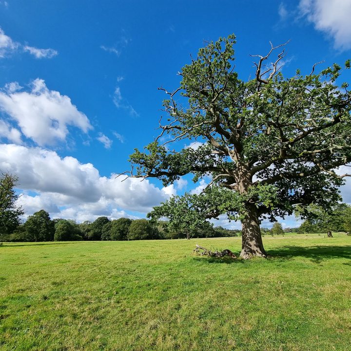 Wide-angle Galaxy S21 Ultra photo.
