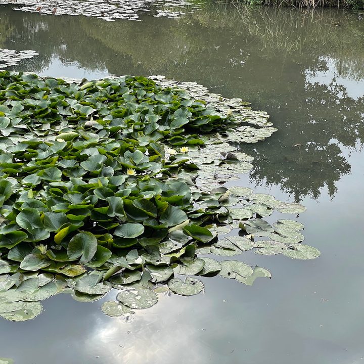 iPhone 12 Pro 2x photo of a pond.