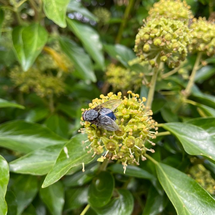 iPhone 12 Pro photo of an insect on a plant.