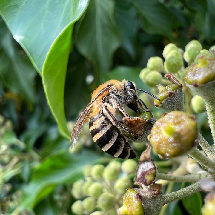 iPhone 13 Pro photo of an insect on a plant.