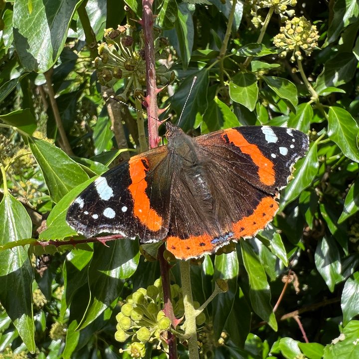 iPhone 13 Pro photo of a butterfly.
