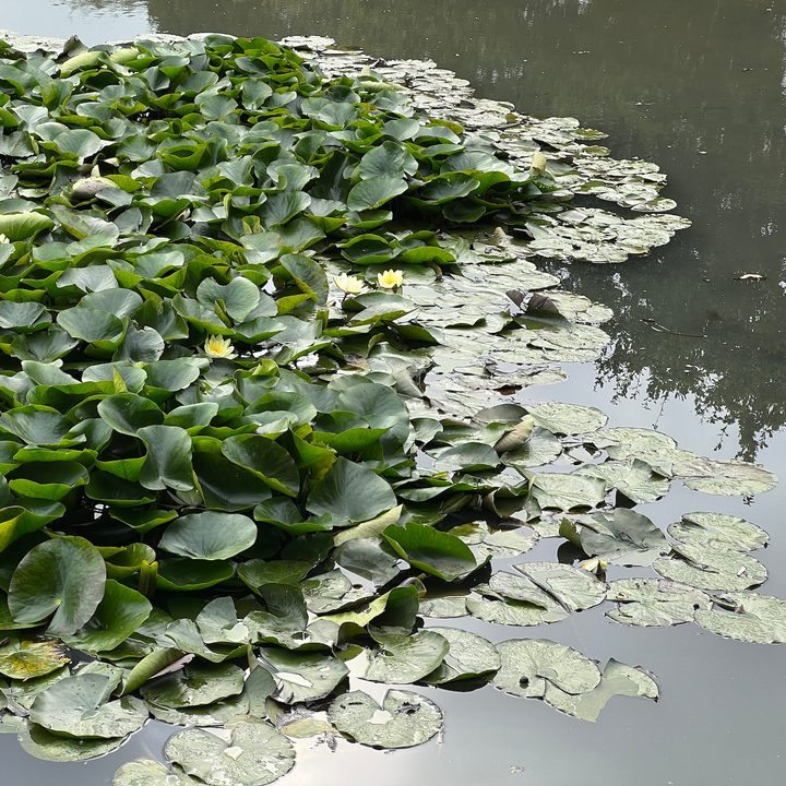 iPhone 13 Pro 3x photo of a pond