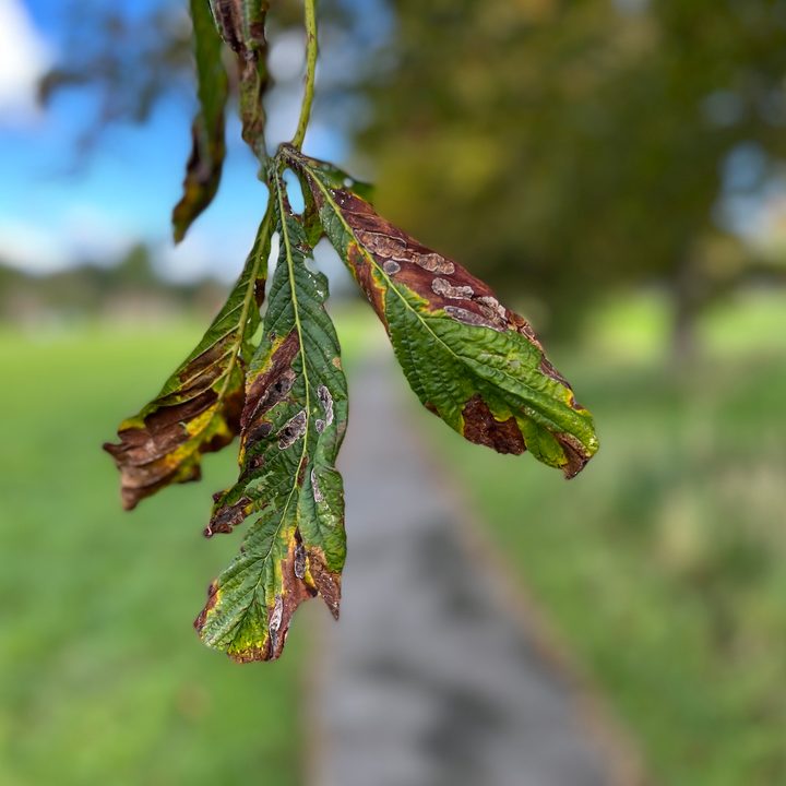 A portrait mode photo of a leaf taken by the iPhone 13 Pro.