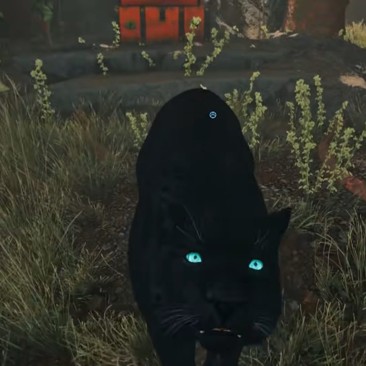 A black pantehr with blue eyes.