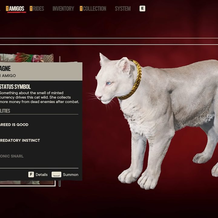 A white panther named champagne.