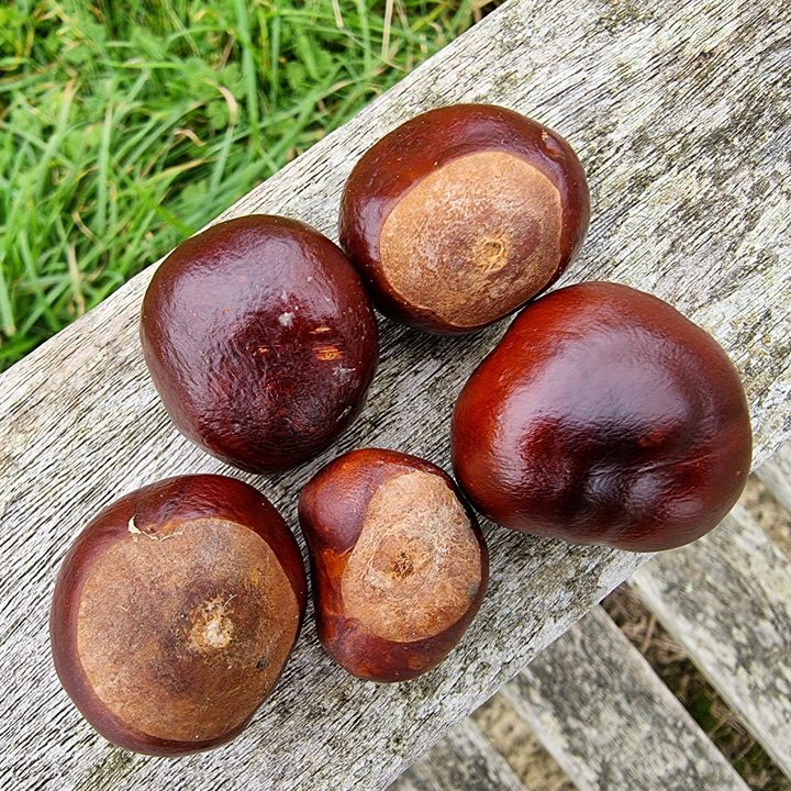 Photo of chestnuts taken with the Galaxy S21 Ultra.