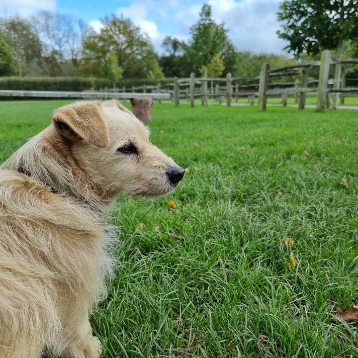 Photo of a dog taken with the Galaxy S21 Ultra.