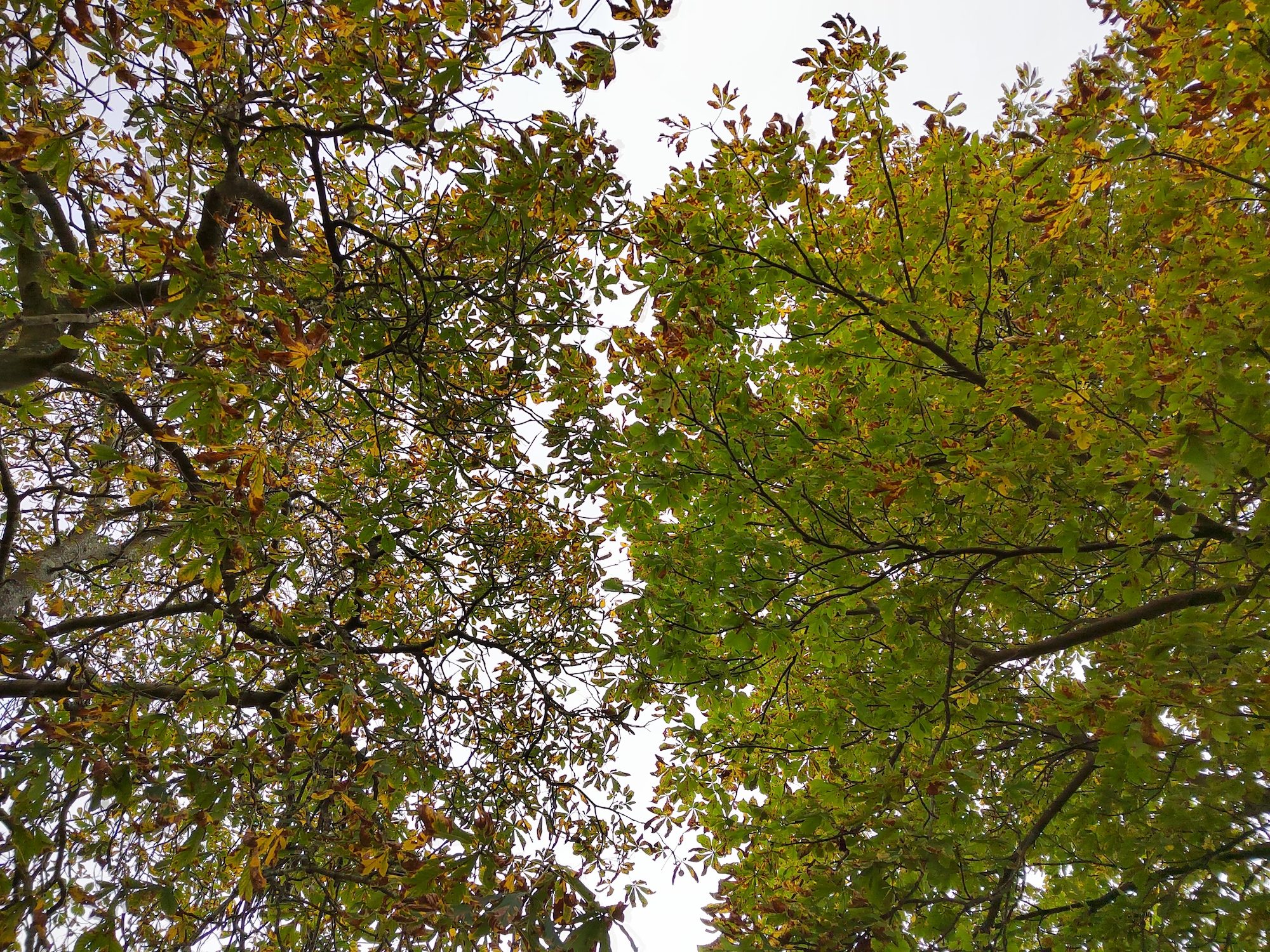 Photos of tree tops taken with the Honor 50.