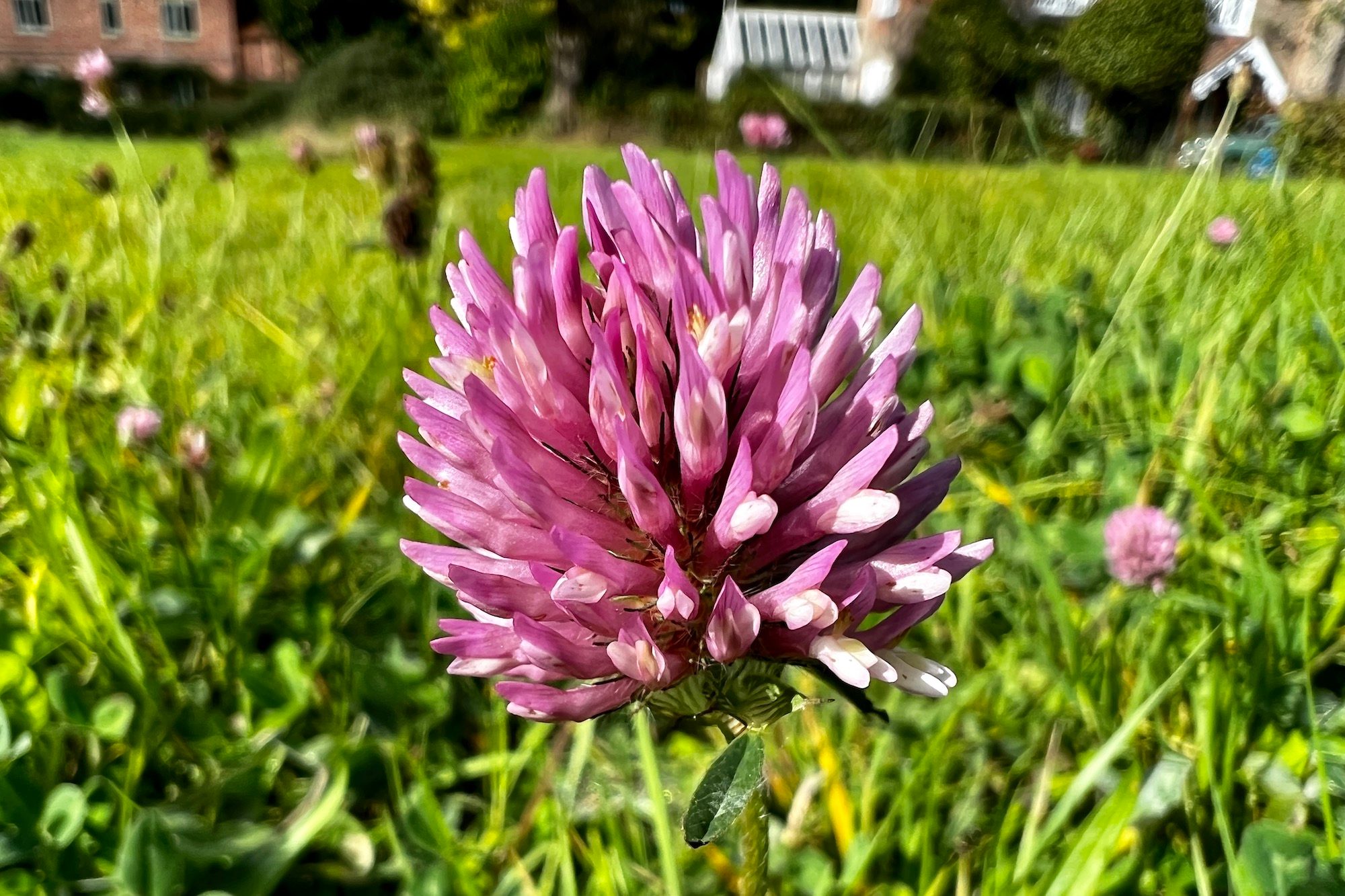 Macro photo of a flower taken with the iPhone 13 Pro.