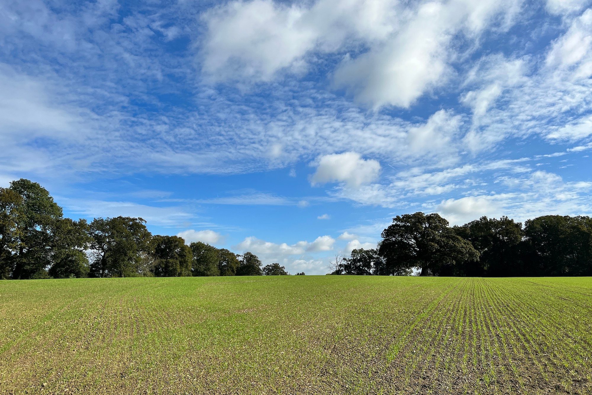 Vibrant Photographic Style added to iPhone 13 Pro photo.