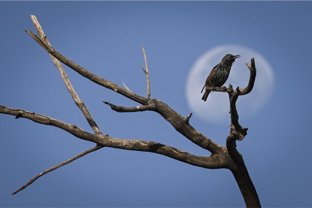 Nikon Z9 starling photo.
