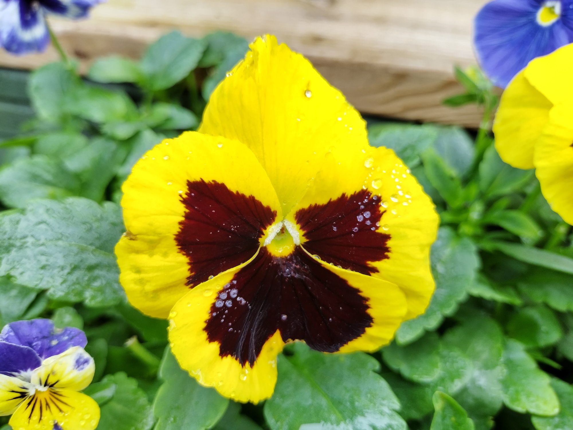 Photo of a flower taken with the Nokia G50.