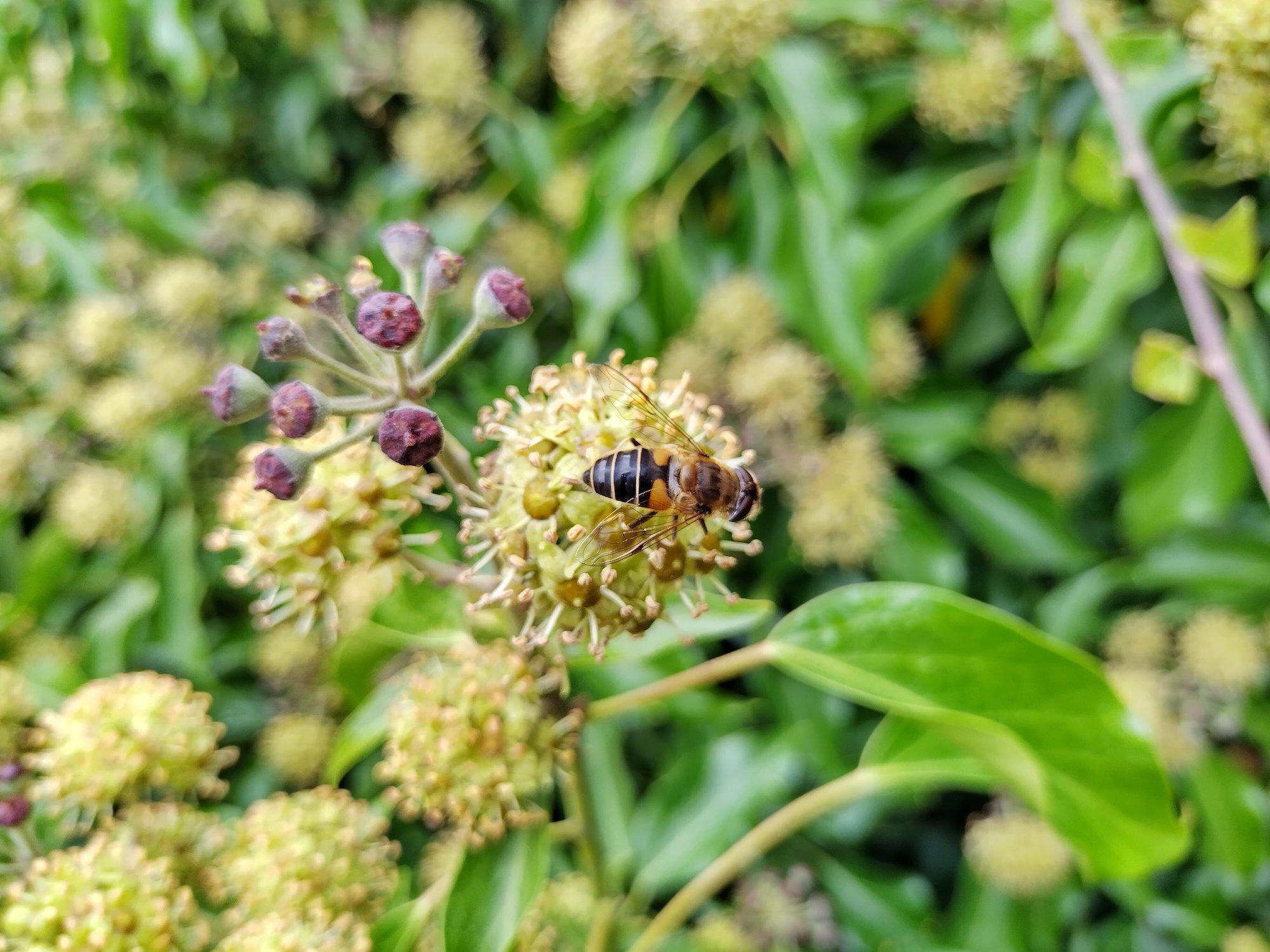 Photo of an insect taken with the Nokia G50.